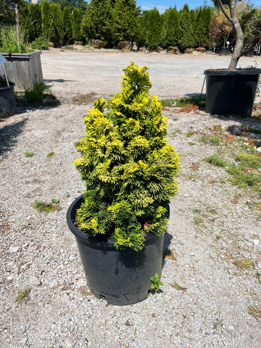 Nana Lutea Hinoki Cypress