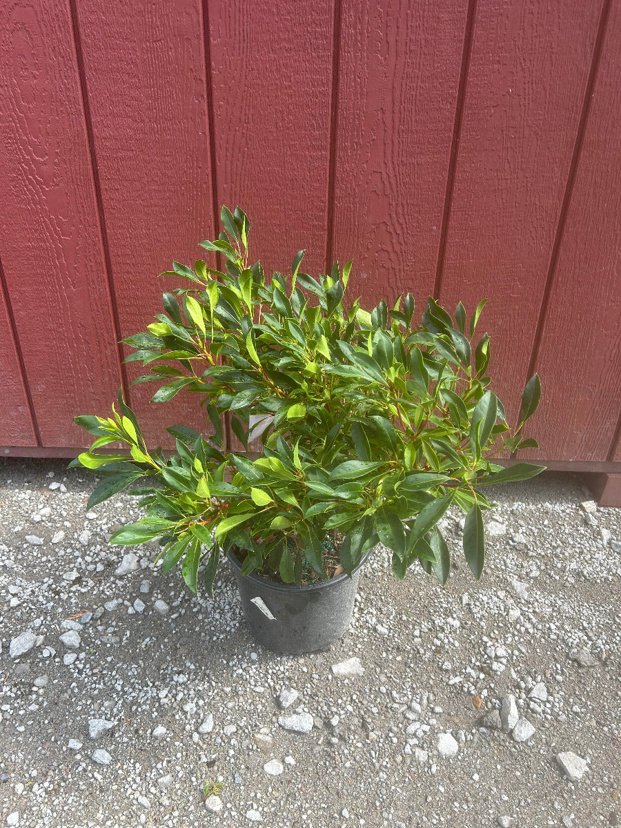 Nipmuck Mountain Laurel