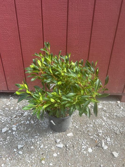 Nipmuck Mountain Laurel