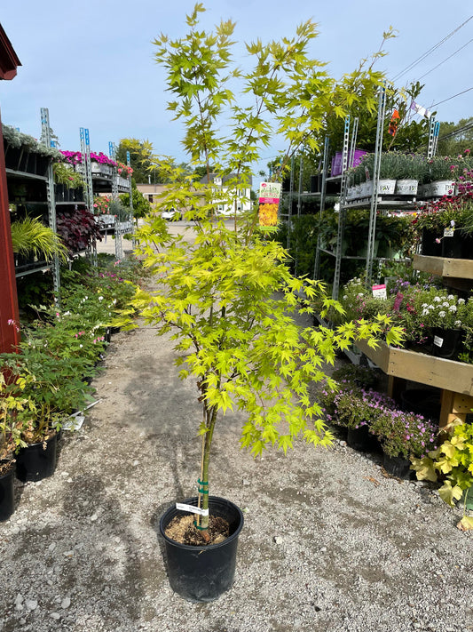 Orange Dream Japanese Maple