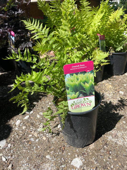 Ostrich Fern