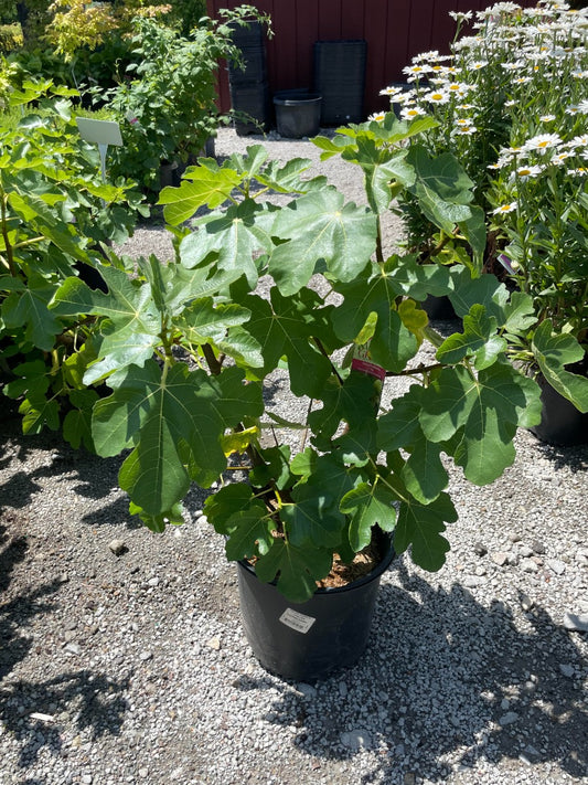 Italian Everbearing Fig