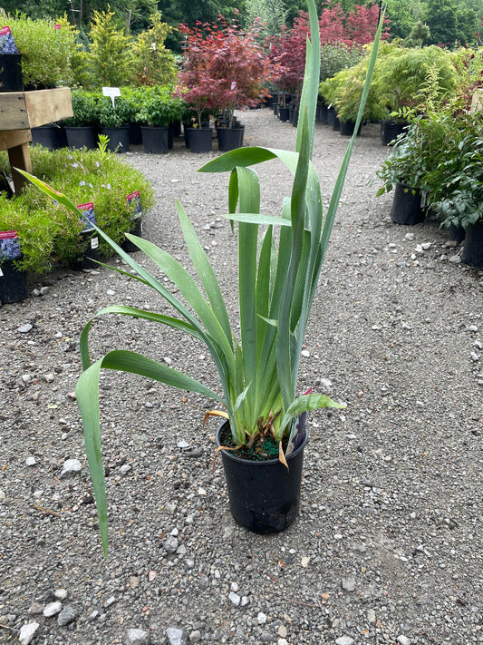 'Ozark Rebounder' Bearded Iris