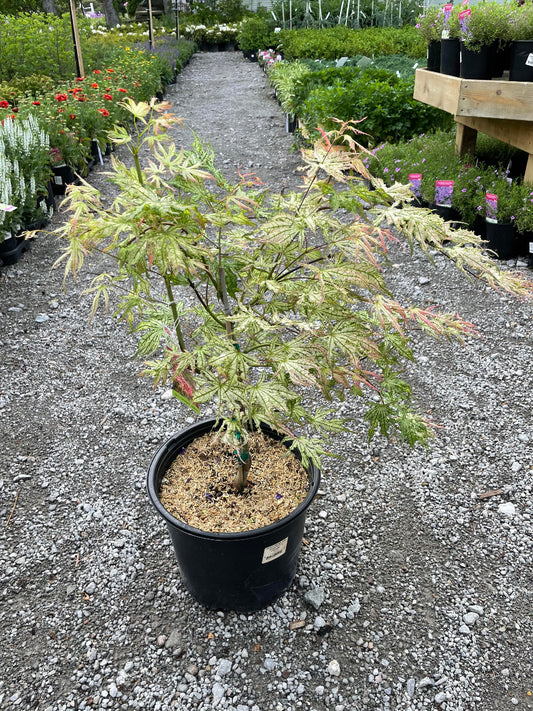 Peaches & Cream Japanese Maple