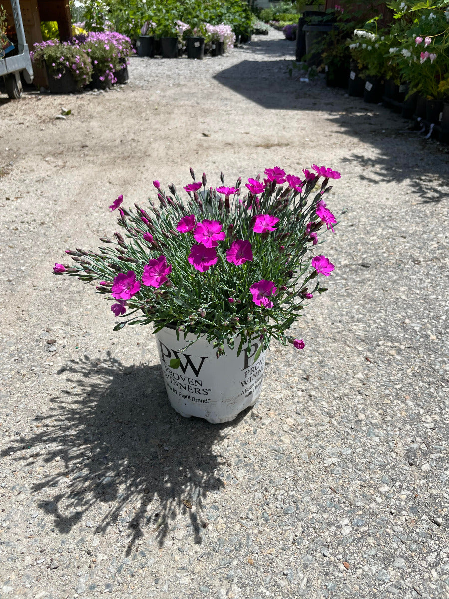 'Paint The Town Fuschia' Dianthus