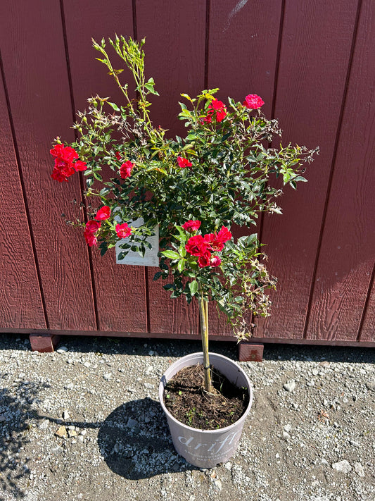 Petite Knockout rose tree