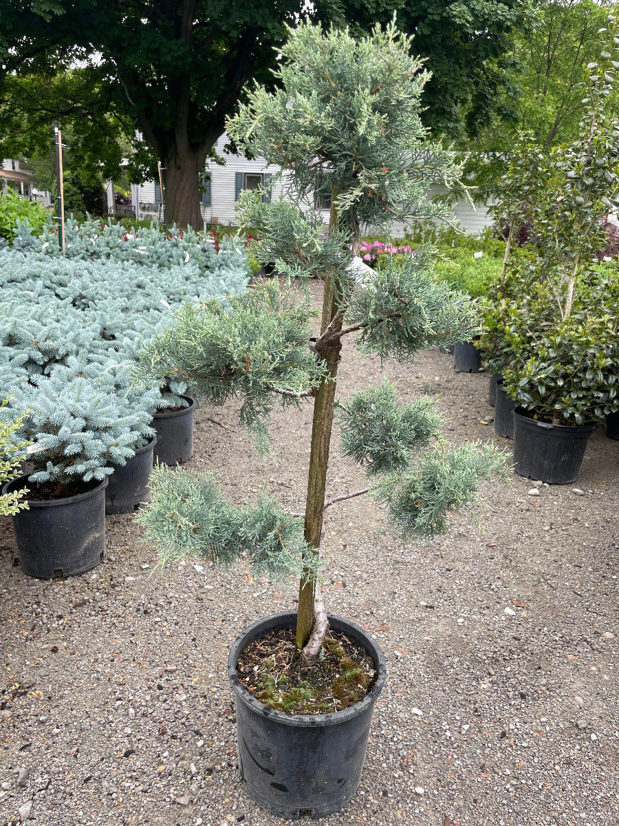 Blue Pfitzer Juniper Topiary