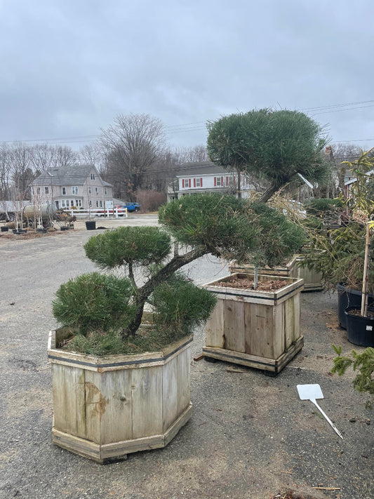 Japanese Black Pine -Topiary-