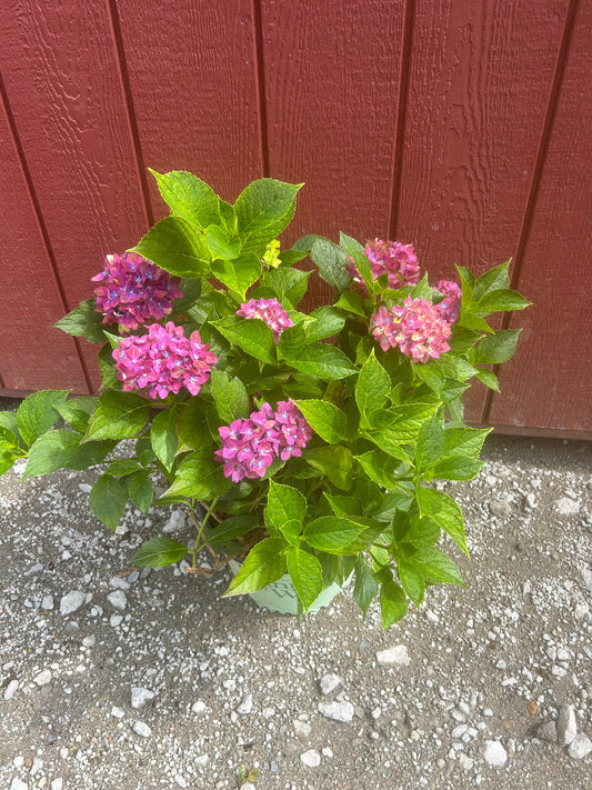 Next Generation Pistachio Hydrangea