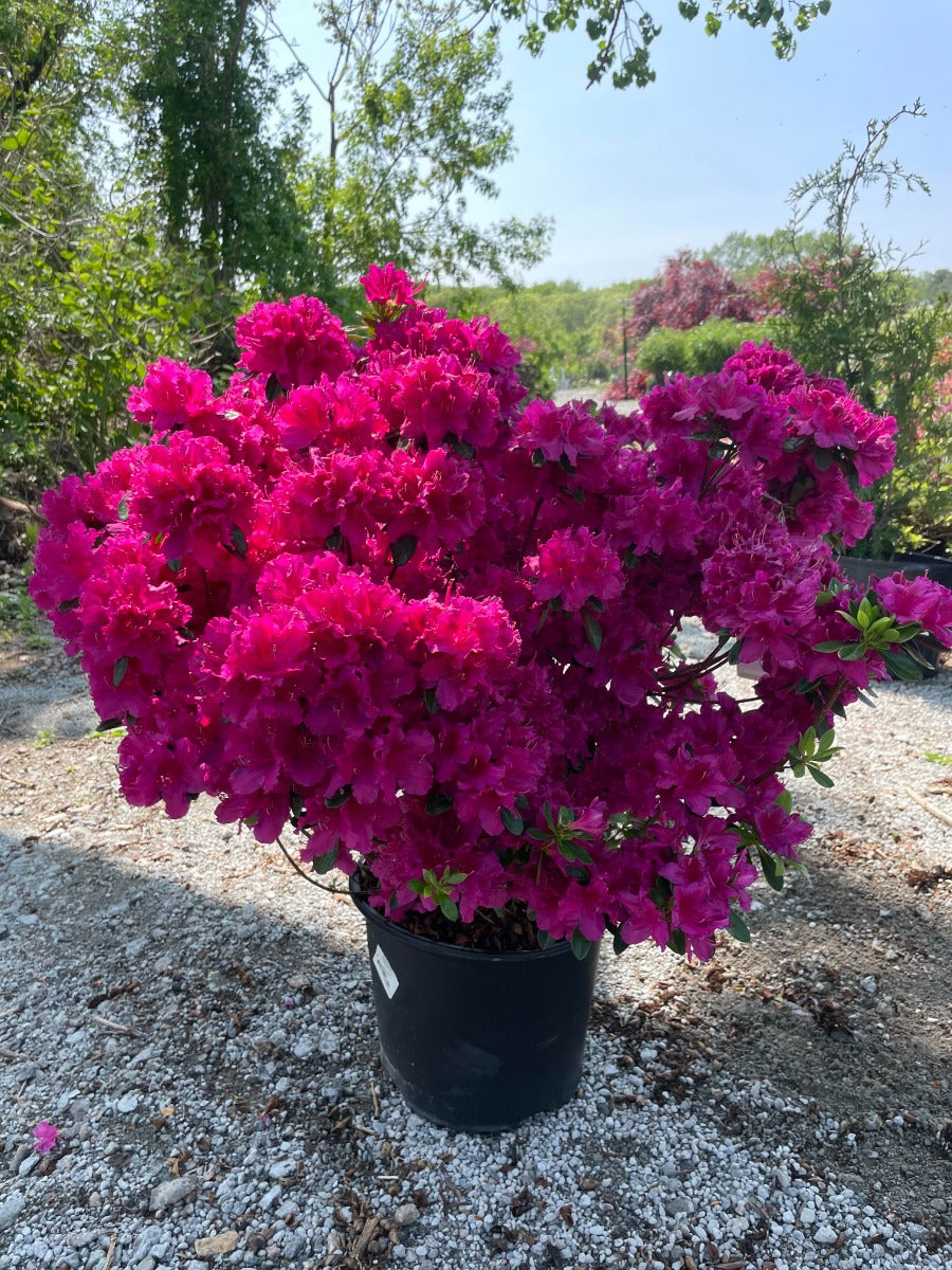 Girard's Fuchsia Azalea