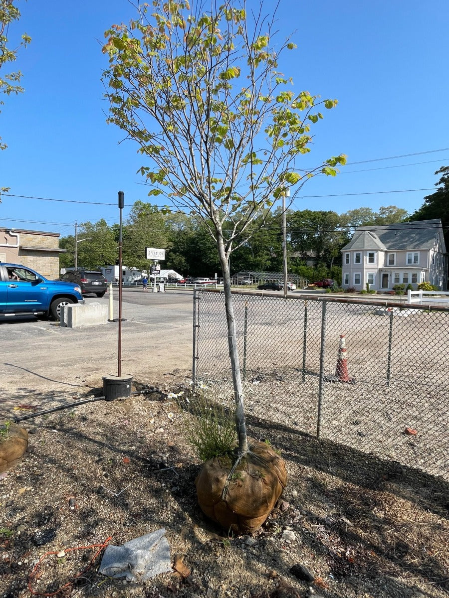 'Appalachian Red' Eastern Redbud