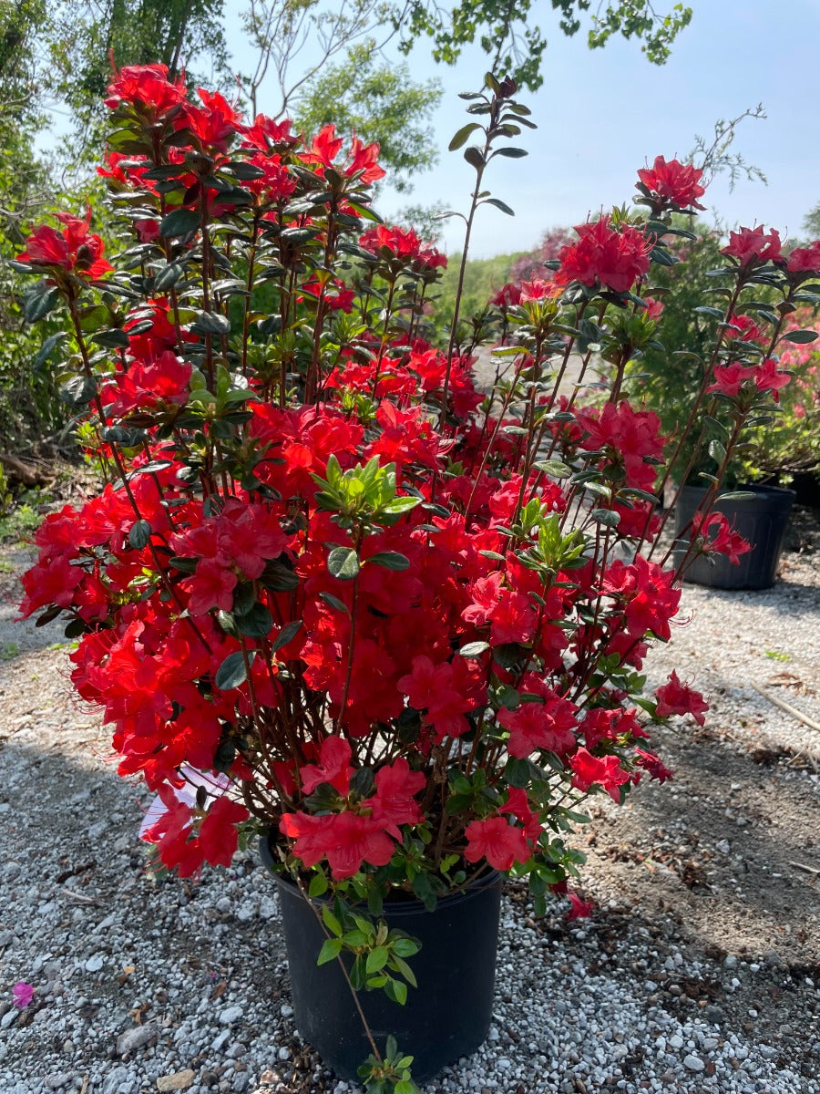 Stewartstonian Azalea