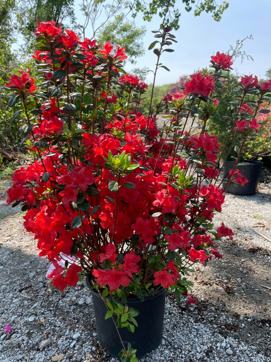 Stewartstonian Azalea