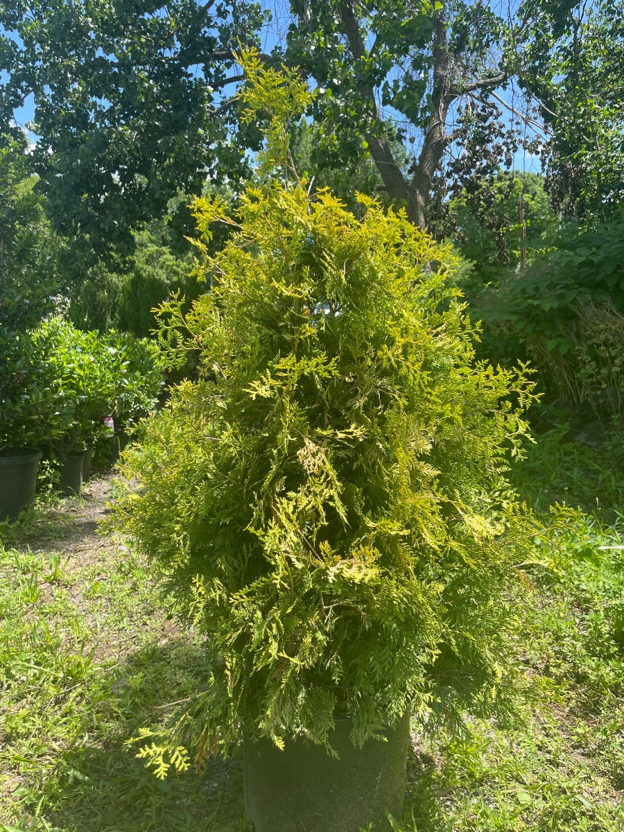 Yellow Ribbon Arborvitae