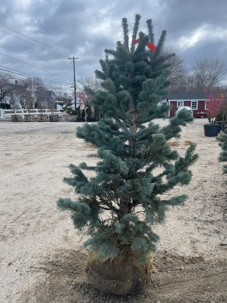 Dwarf Rocky Mountain Fir
