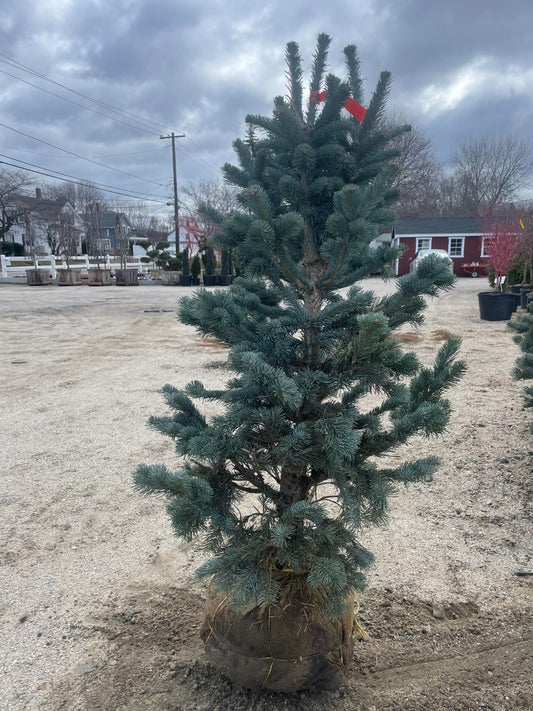 Dwarf Rocky Mountain Fir
