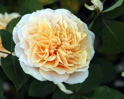 David Austin Rose