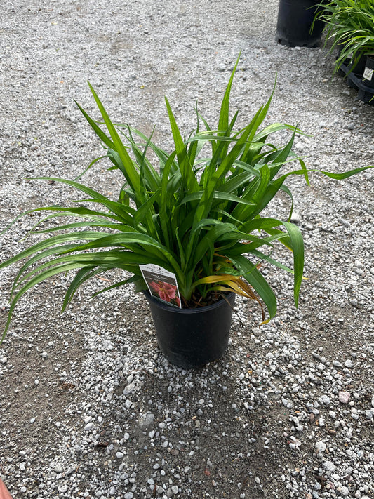'Rosy Returns' Daylily