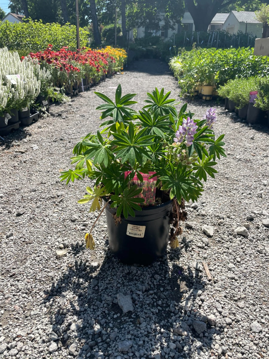 'Russell Hybrids' Lupine Mix
