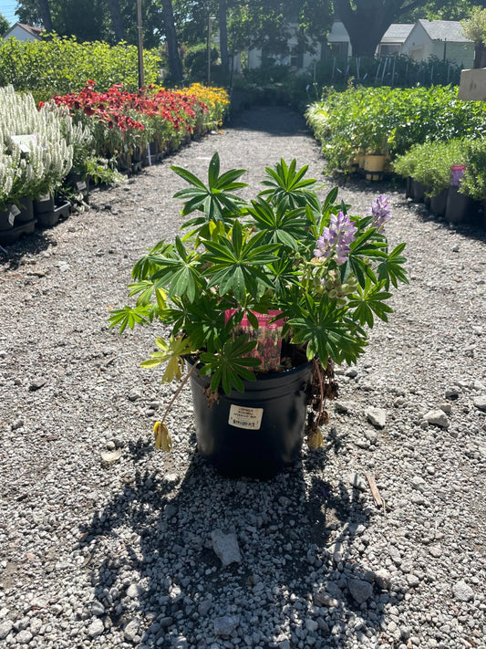 'Russell Hybrids' Lupine Mix