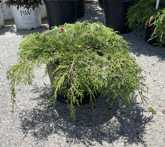 Russian Arborvitae