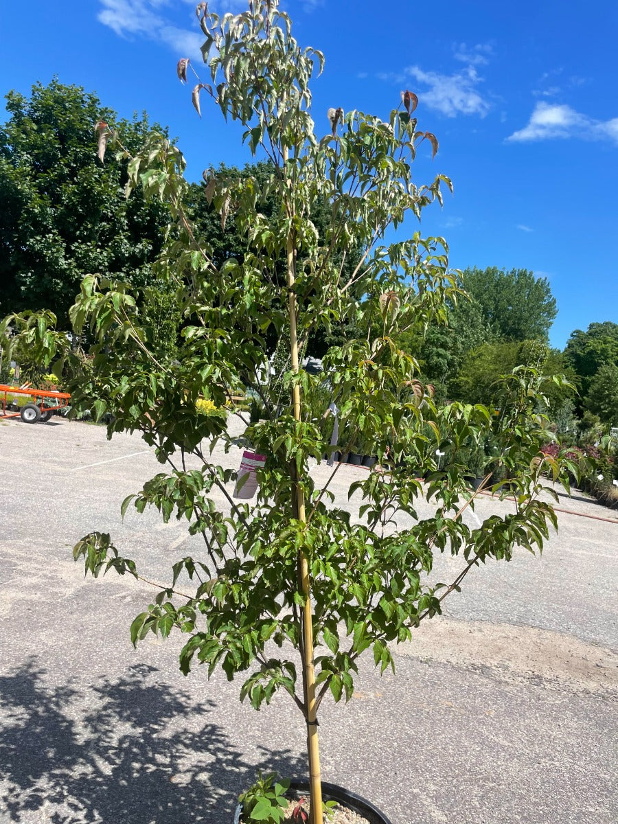 `Scarlet Fire`Chinese Dogwood