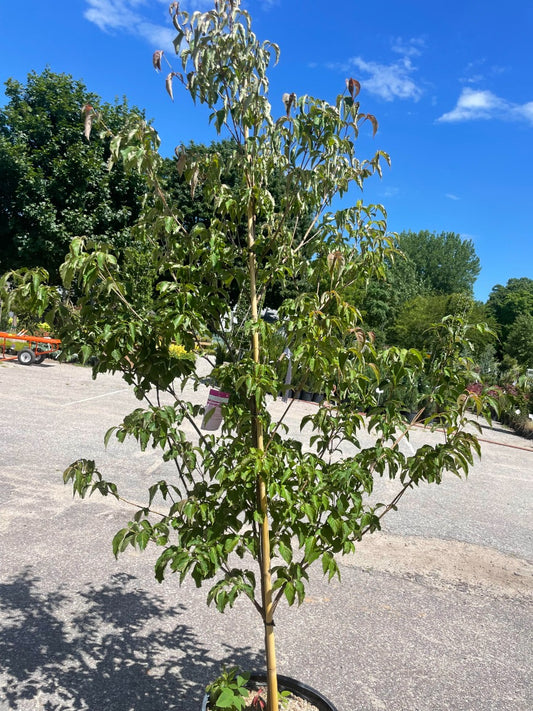 `Scarlet Fire`Chinese Dogwood
