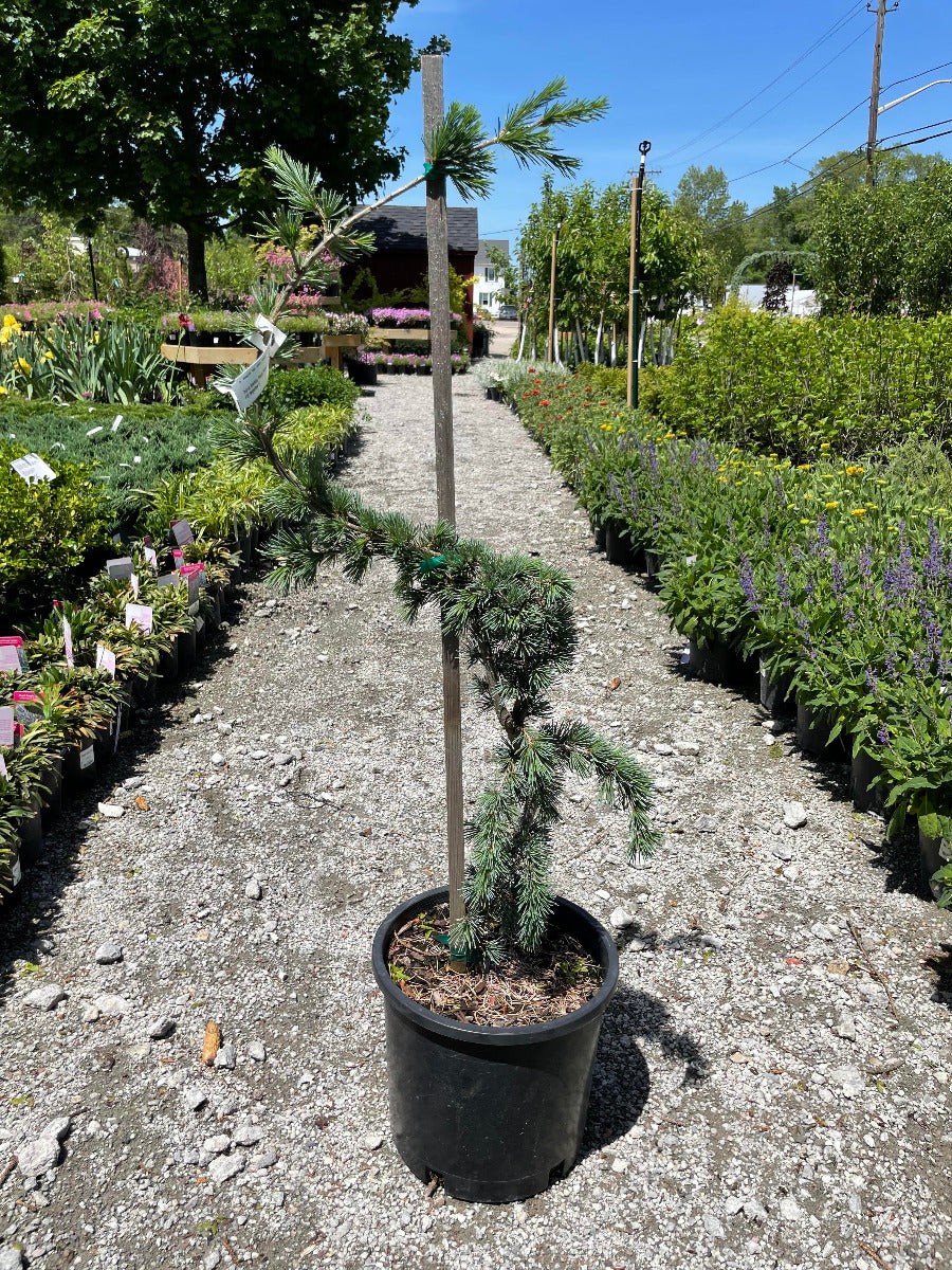 Blue Atlas Cedar Serpentine