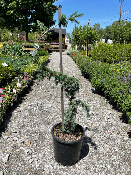 Blue Atlas Cedar Serpentine