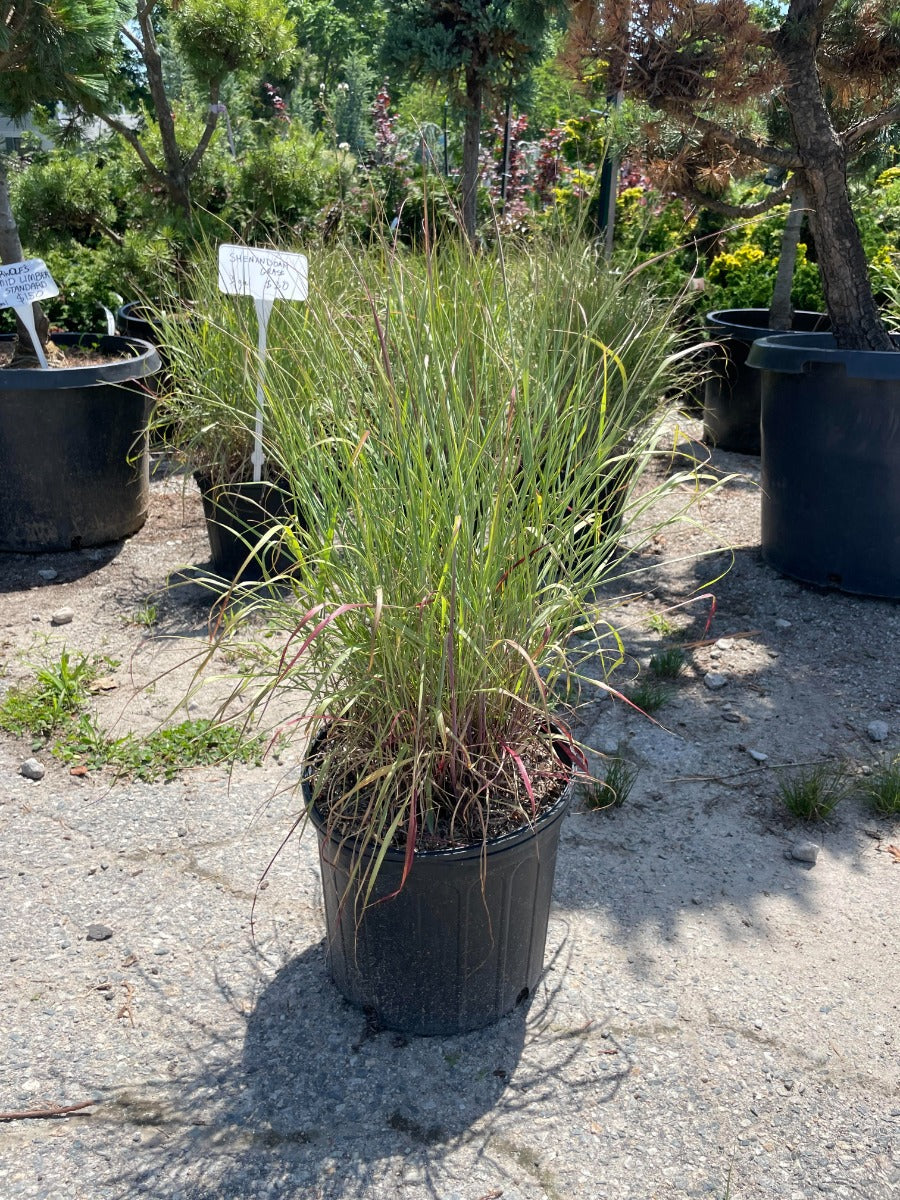 Shenandoah Switchgrass