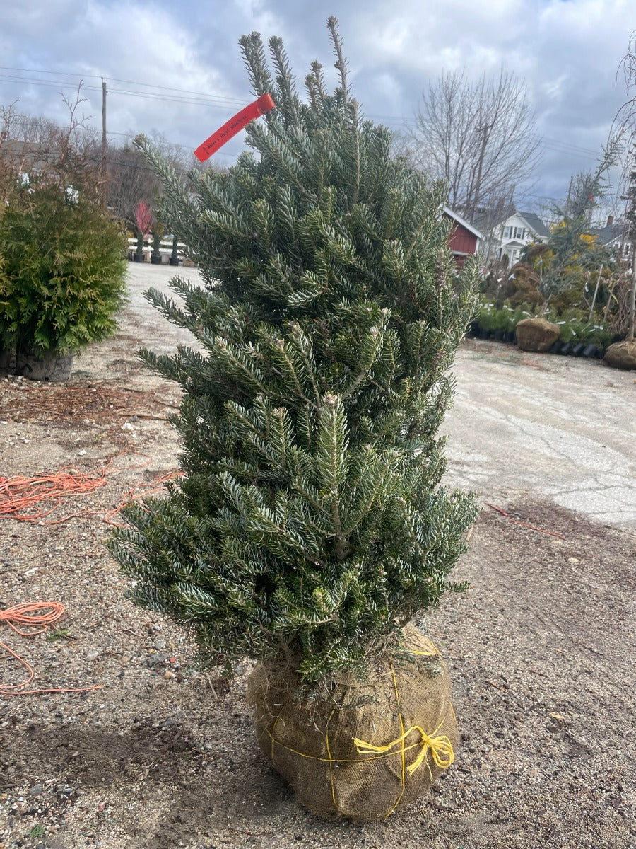 Horstmann's Silberlocke Korean Fir