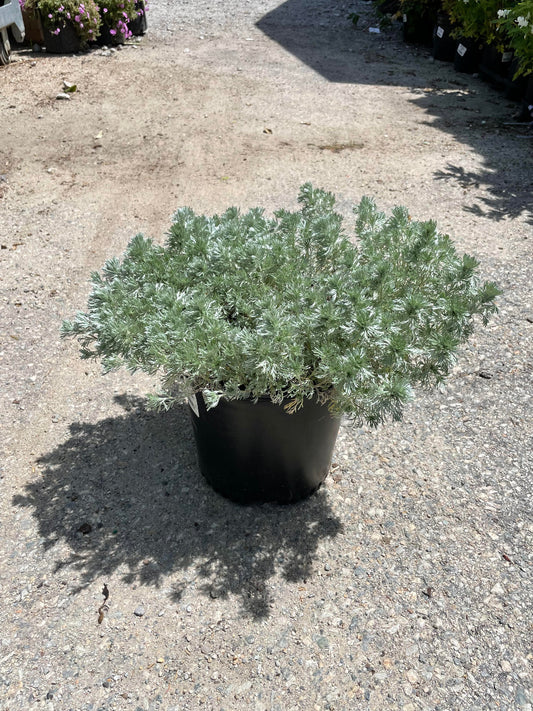 Silver Mound Wormwood