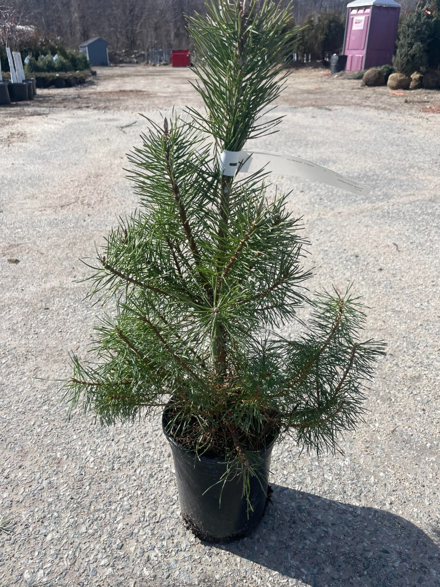 Scotch Pine