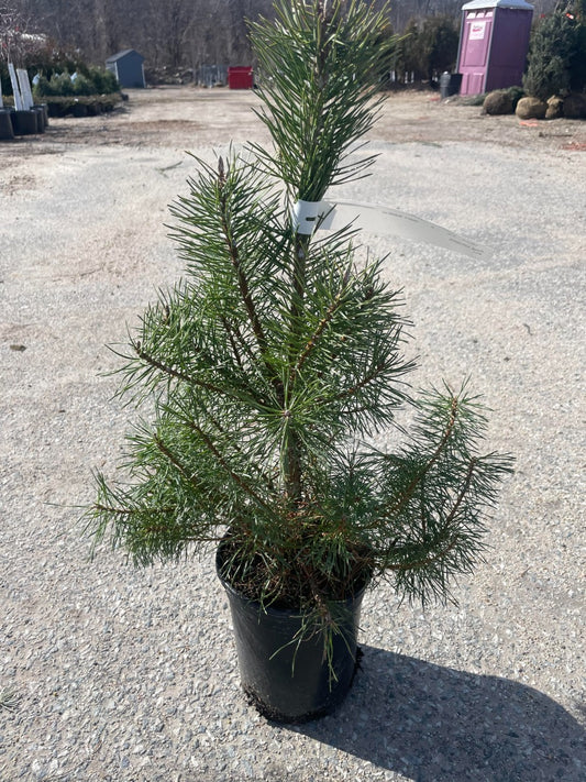 Scotch Pine