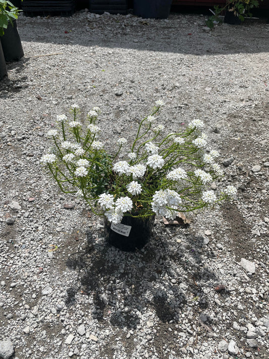 Snowsurfer Candytuff