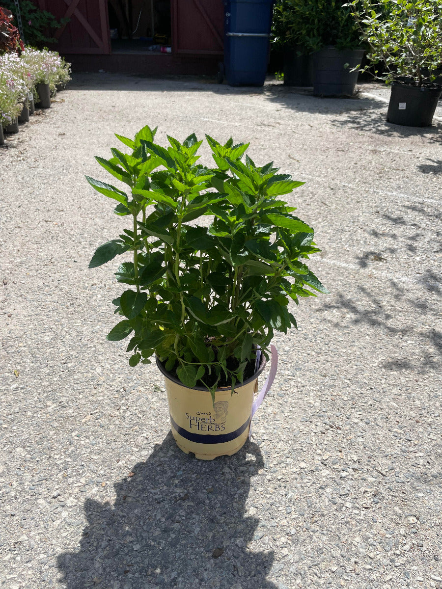 Spearmint