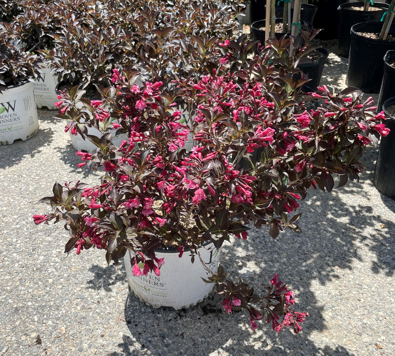 Spilled Wine Weigela