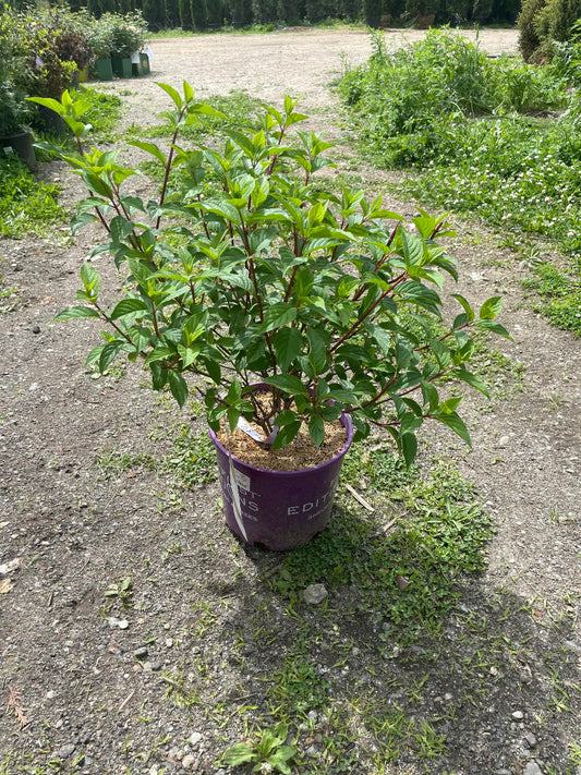 'Vanilla Strawberry' Hydrangea