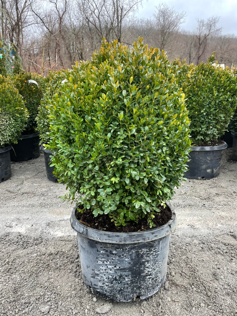 Dwarf English Boxwood