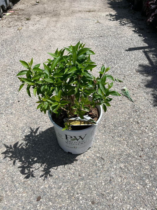 `Show Off Sugar Baby` Forsythia