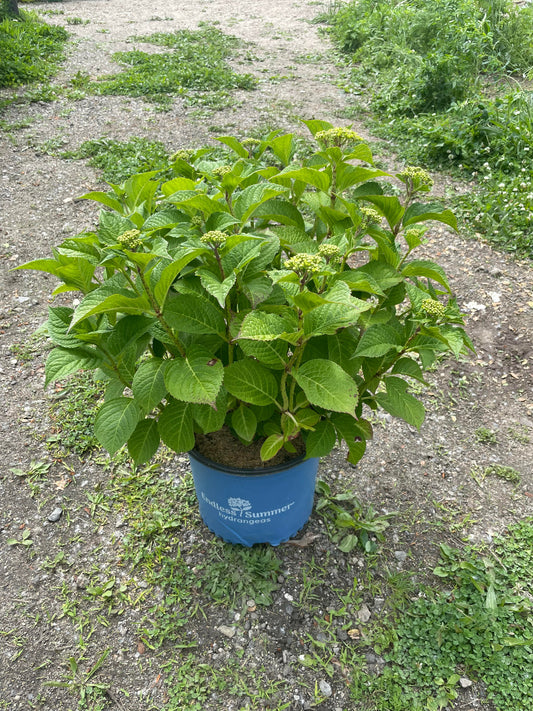 Endless Summer Crush Hydrangea