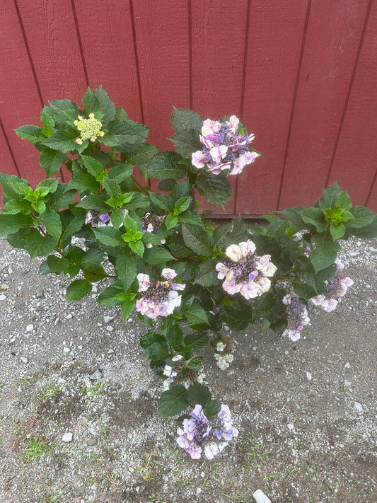 Tuff Stuff Hydrangea
