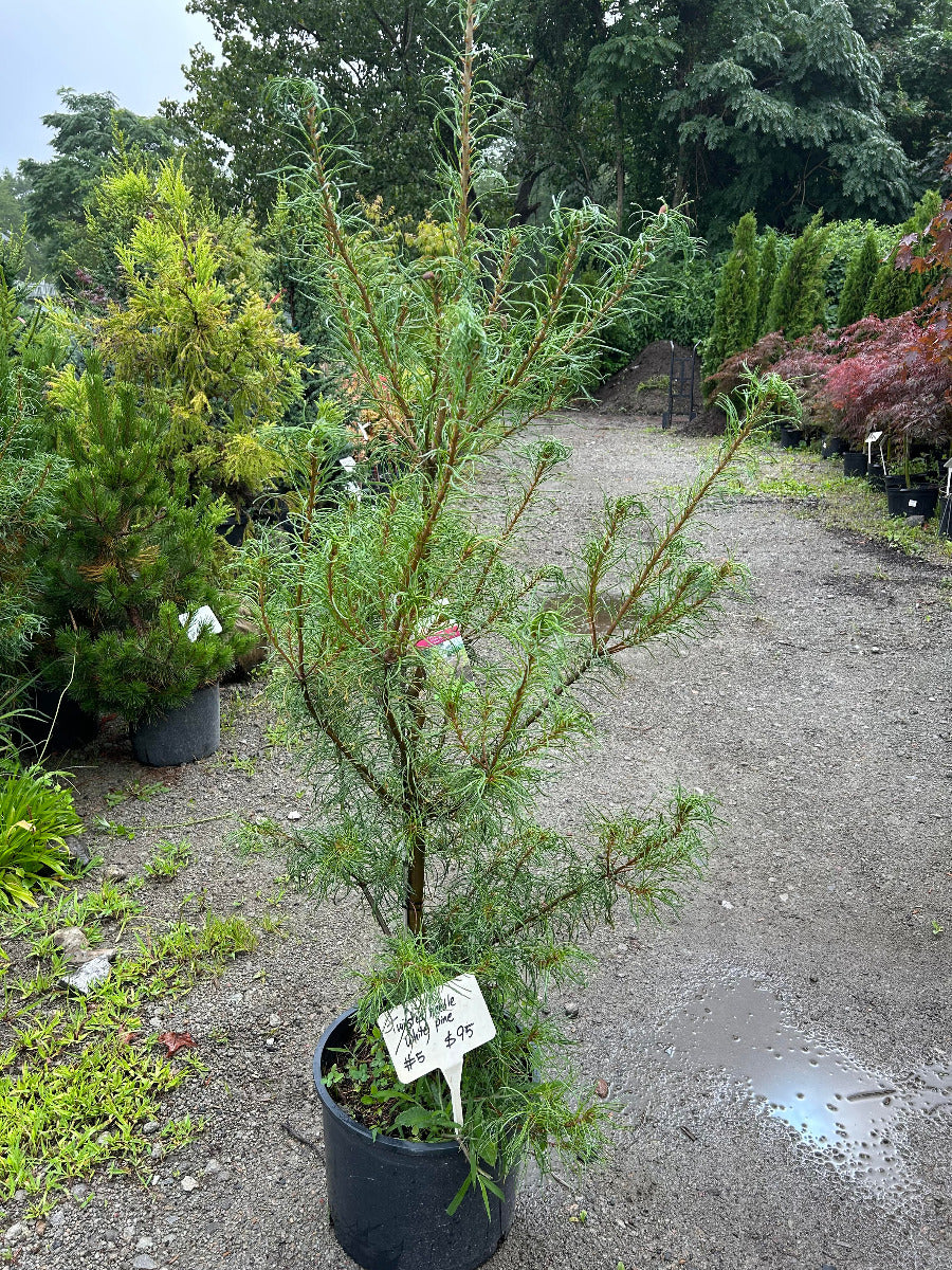 Twisted Needle White Pine