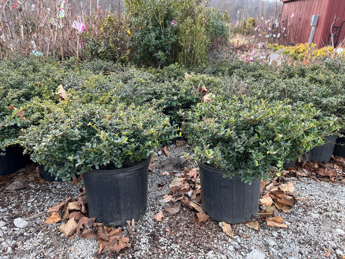 Heller Japanese Holly