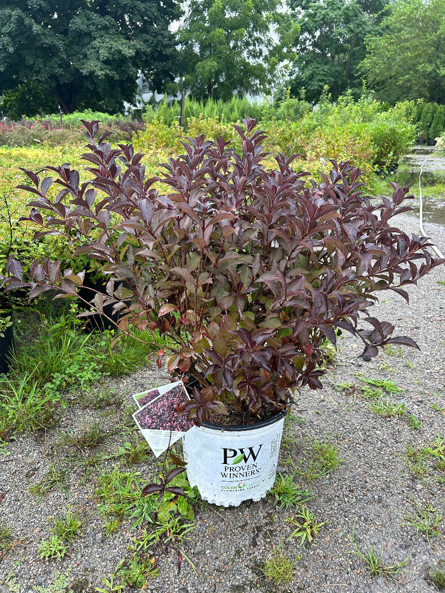 Very Fine Wine Weigela