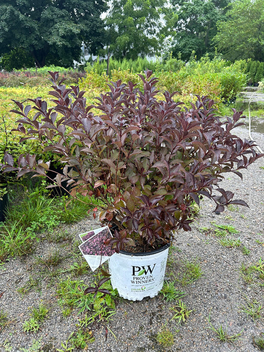 Very Fine Wine Weigela