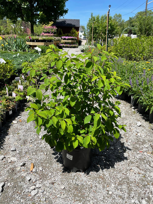 Shasta Viburnum