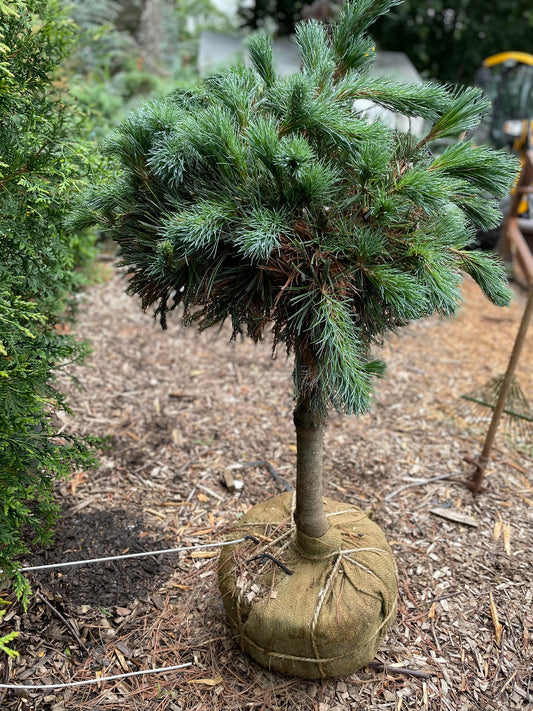 Vanderwolfs Pyramid Limber Pine Standard