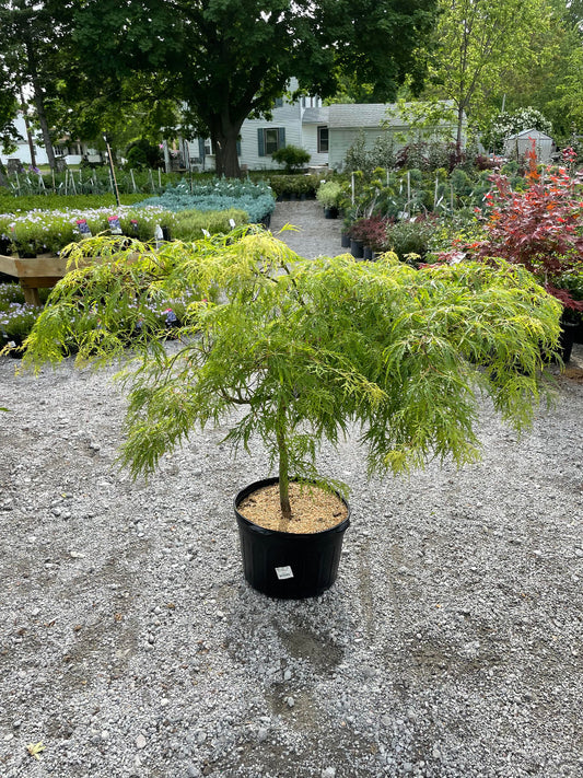 Waterfall Dwarf Japanese Maple
