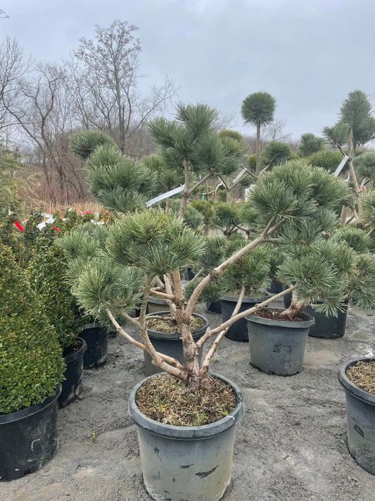 Watereri Scotch Pine